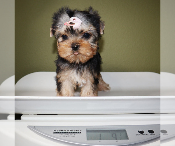 Medium Photo #5 Yorkshire Terrier Puppy For Sale in LOS ANGELES, CA, USA