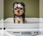 Small #4 Yorkshire Terrier