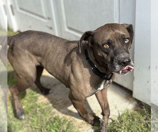 Medium Photo #2 Mutt Puppy For Sale in Virginia Beach, VA, USA