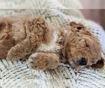 Puppy 2 Poodle (Standard)-Unknown Mix