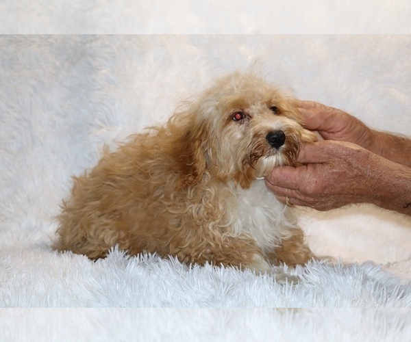 Medium Photo #14 Cockapoo (Miniature) Puppy For Sale in DYERSBURG, TN, USA