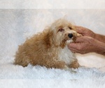 Small #13 Cockapoo (Miniature)