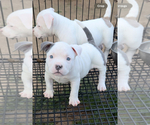 Small #8 American Bully