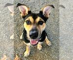 Small #1 German Shepherd Dog Mix