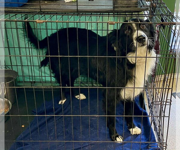 Medium Photo #2 Border Collie Puppy For Sale in Highland, IL, USA