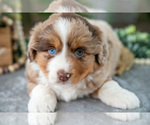 Small Photo #9 Miniature American Shepherd Puppy For Sale in CHRISTIANA, PA, USA