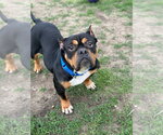 Small #3 Staffordshire Bull Terrier Mix
