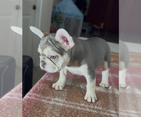 Medium Photo #2 French Bulldog Puppy For Sale in KISSIMMEE, FL, USA