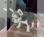 Small #1 French Bulldog