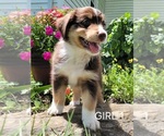Puppy 2 Australian Retriever-Australian Shepherd Mix