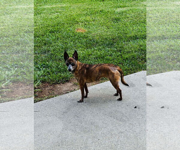 Medium Photo #3 Chihuahua Puppy For Sale in Gulfport, MI, USA