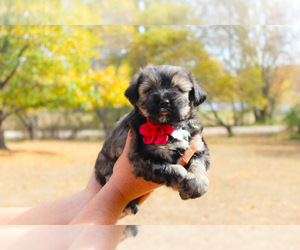 Shorkie Tzu Puppy for sale in BALDWIN, KS, USA