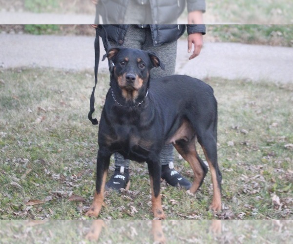 Medium Photo #1 Rottweiler Puppy For Sale in DETROIT, MI, USA