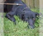 Small #4 Weimaraner Mix