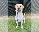 Small #11 Labrador Retriever