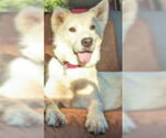 Small #6 Huskies  Mix