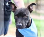 Small Labrador Retriever Mix