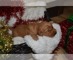 Small Photo #23 Golden Retriever Puppy For Sale in GREENWOOD, WI, USA
