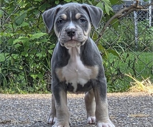 American Bully Puppy for sale in EVANSVILLE, IN, USA