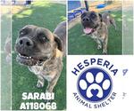 Small #1 Mastiff Mix