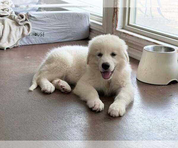Medium Photo #3 Great Pyrenees Puppy For Sale in Dallas, TX, USA