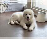Small #2 Great Pyrenees