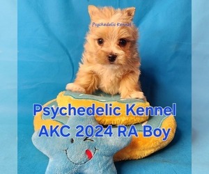 Yorkshire Terrier Puppy for sale in DECATUR, GA, USA