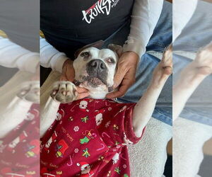 Charlotte - Adopt Me! - Female Bulloxer Dog for Adoption - Photo #16