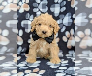 Cock-A-Poo Puppy for sale in LINCOLN UNIV, PA, USA