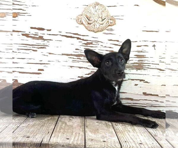 Medium Photo #4 Mutt Puppy For Sale in Boonton, NJ, USA
