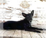 Small #3 Mutt