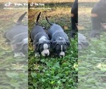 Small Photo #17 American Bully Puppy For Sale in MOTLEY, MN, USA