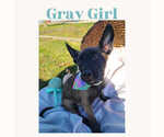 Small Photo #8 Belgian Malinois Puppy For Sale in FLAT ROCK, IL, USA