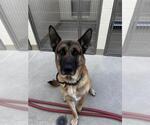 Small #1 German Shepherd Dog Mix