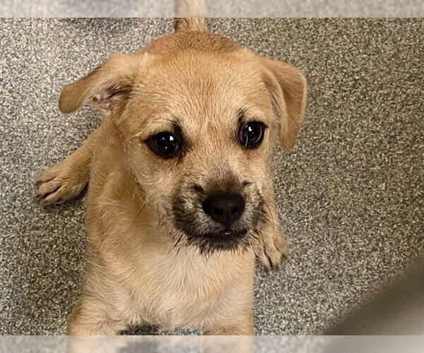 Medium Photo #1 Cairn Terrier-Unknown Mix Puppy For Sale in Orange, CA, USA