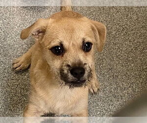 Cairn Terrier-Unknown Mix Dogs for adoption in Orange, CA, USA
