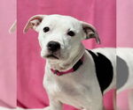 Small #2 American Pit Bull Terrier Mix