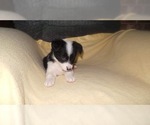 Small Photo #41 Border Collie Puppy For Sale in AIKEN, SC, USA