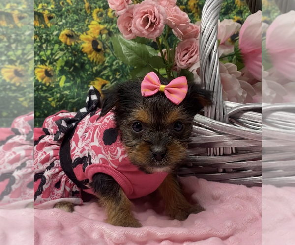 Medium Photo #8 Shorkie Tzu Puppy For Sale in SELLERSBURG, IN, USA