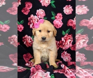 Golden Retriever Puppy for sale in OXFORD, PA, USA