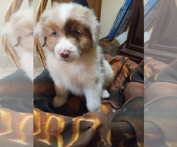 Medium Photo #4 Border-Aussie Puppy For Sale in COOS BAY, OR, USA