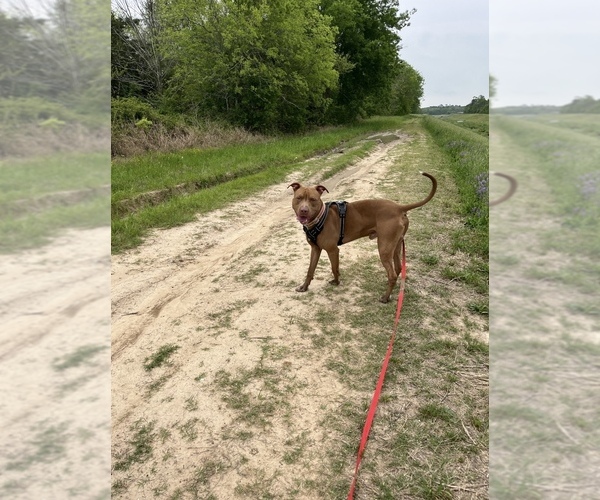 Medium Photo #1 American Pit Bull Terrier Puppy For Sale in HOPKINS, SC, USA