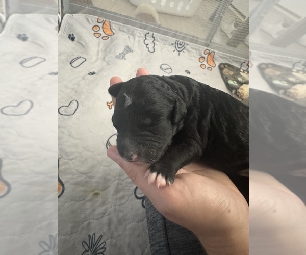 Medium Photo #48 Aussiedoodle-Bernedoodle Mix Puppy For Sale in BELTON, SC, USA