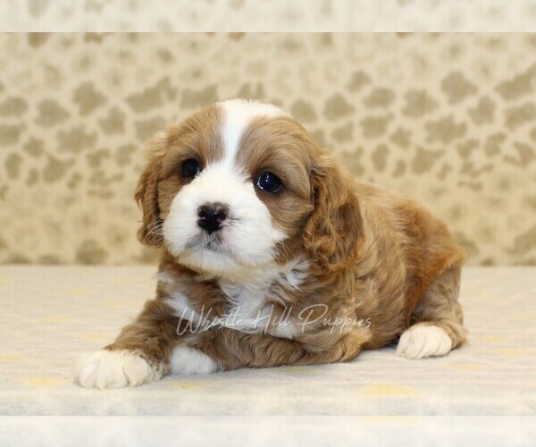 Medium Photo #2 Cavapoo Puppy For Sale in DENVER, PA, USA