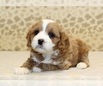 Small #1 Cavapoo