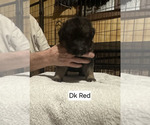 Small Photo #19 German Shepherd Dog Puppy For Sale in LA FAYETTE, NY, USA