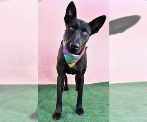 Mutt Dogs for adoption in Bakersfield, CA, USA