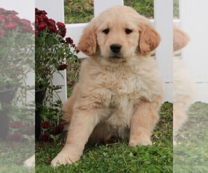 Golden Retriever Puppy for sale in FREDERICKSBURG, OH, USA