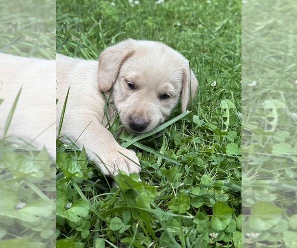 Medium Photo #13 Labrador Retriever Puppy For Sale in ROGERSVILLE, MO, USA