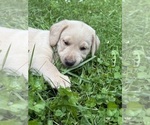 Small #12 Labrador Retriever
